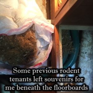 Gifts from rodents under Puffin's floorboards