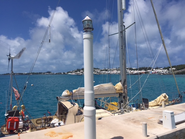 Puffin in Bermuda